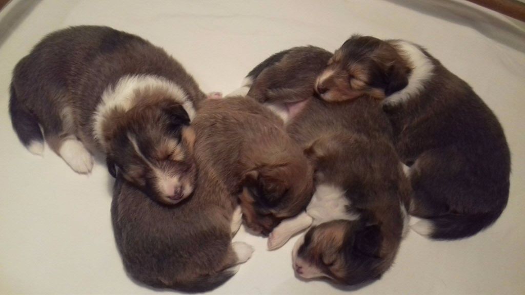 chiot Shetland Sheepdog Des Collines De Beltane